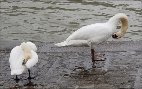 Cygne_p.jpg