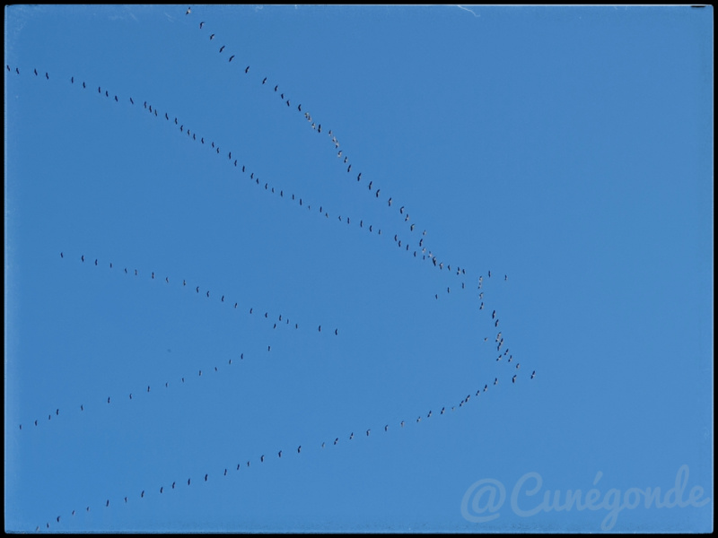 Grues_p.jpg