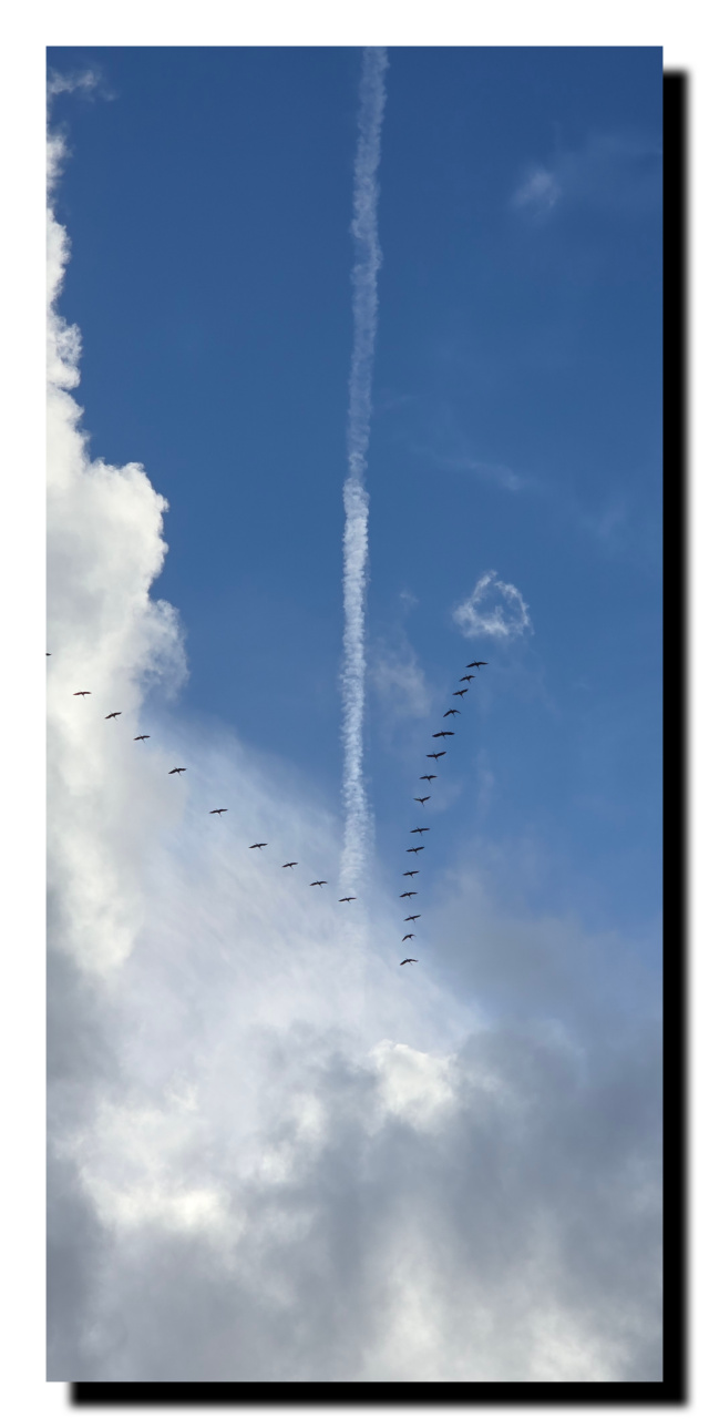 Vol de grues dans un ciel bleu traversé par un trait blanc laissé par un avion. Cela forme une flèche.