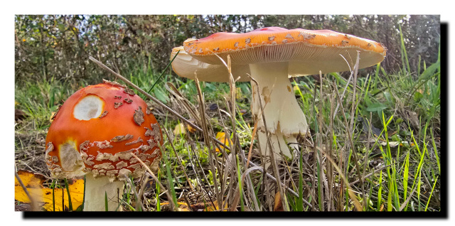 Au premier plan, des brins d'herbe fanés, puis une jeune amanite tue-mouche, au second. Au dernier plan, une autre amanite tue-mouche adulte dont on voit les lamelles.