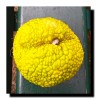 Fruit de l'oranger des osages (Maclura pomifera)