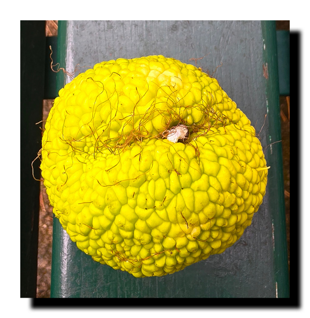 Fruit de l'oranger des osages (Maclura pomifera)
