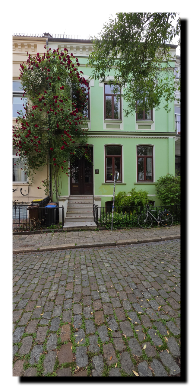 Immeuble vert, dans le quatier de Viertel, avec un magnifique rosier grimpant