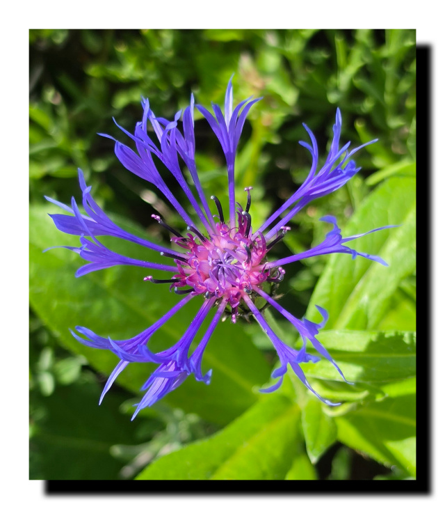 Fleur violette avec le centre rose