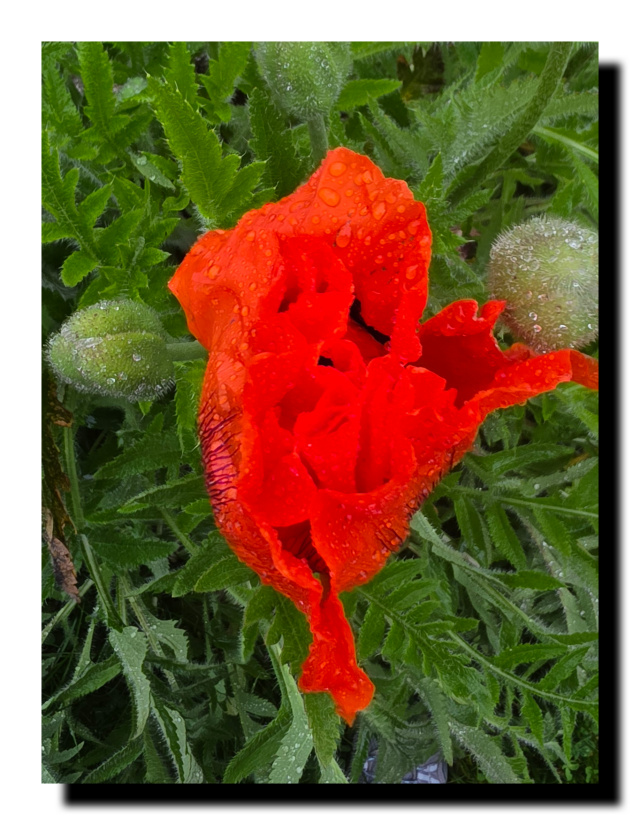 Fleur de coquelicot
