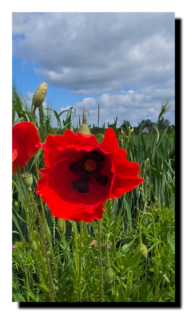 Coquelicot dans l'herbe, au fond des nuages un peu gris