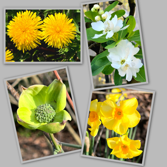 Collage se 4 fleurs qui m'ont servies de test pour mon nouveau photophone.