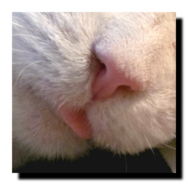 Petite langue de chat et bout de nez